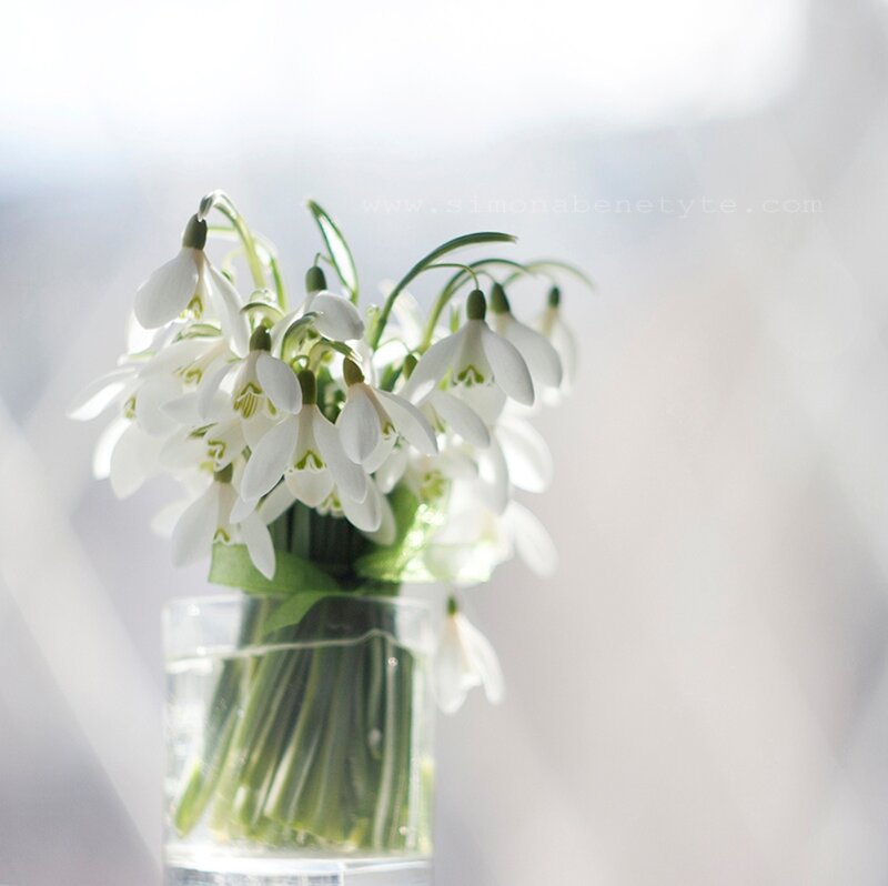 Snowdrop Flowers in Vase — White, Serene, Spring