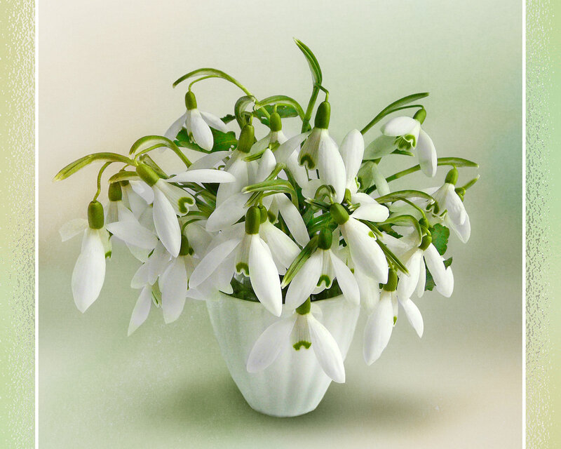 Snowdrop Flowers in Vase — White, Serene