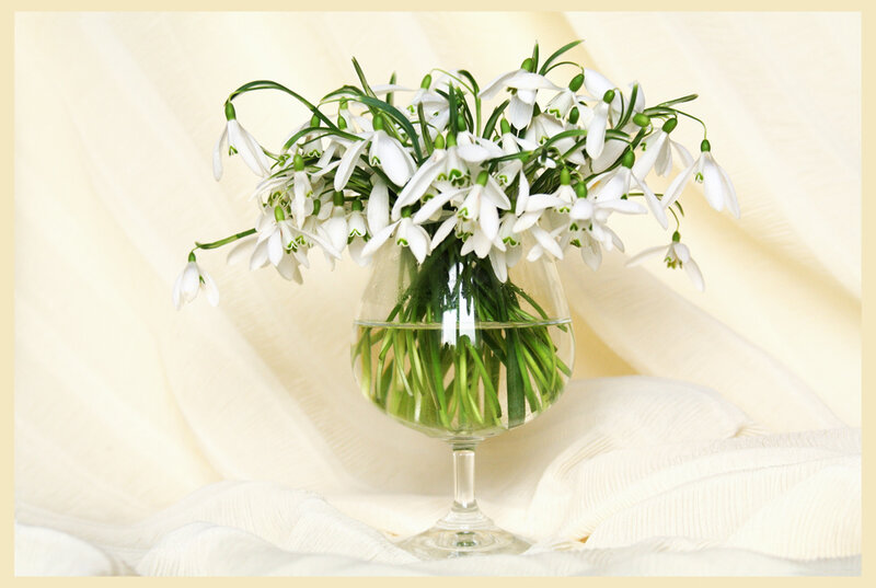 Snowdrop Flowers in Vase — White