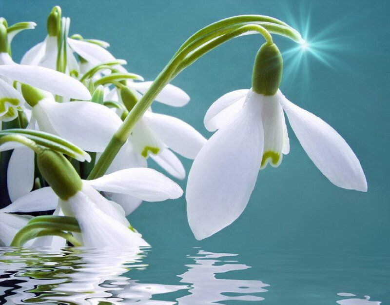 Snowdrop Flowers in Water