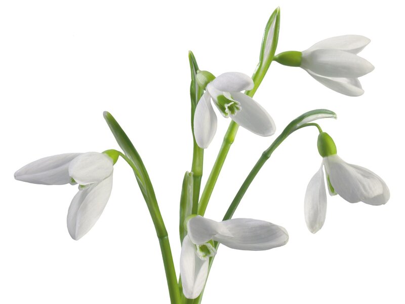 Snowdrop Flowers — Spring