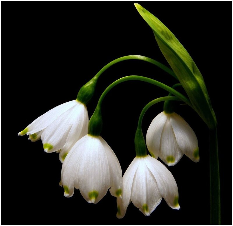 Snowdrop Flowers