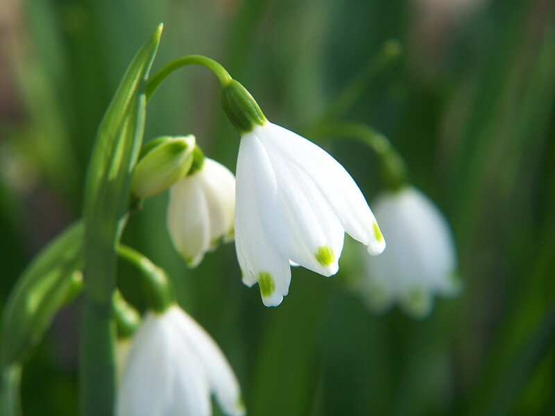Snowdrop Flowers — White, Calm, Spring, Photograph, Buds