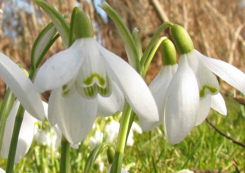 Snowdrop Flowers — White, Calm, Spring, Photograph, Grass