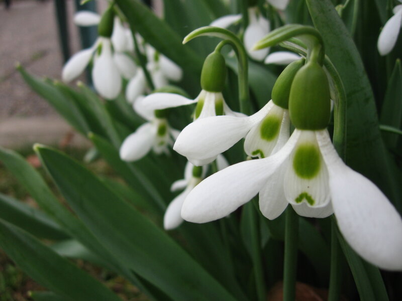 Snowdrop Flowers — White, Calm, Spring, Photograph, Green Leaves, White Petals
