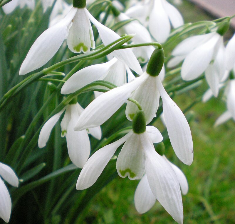 Snowdrop Flowers — White, Calm, Spring, Photograph, Green Stems