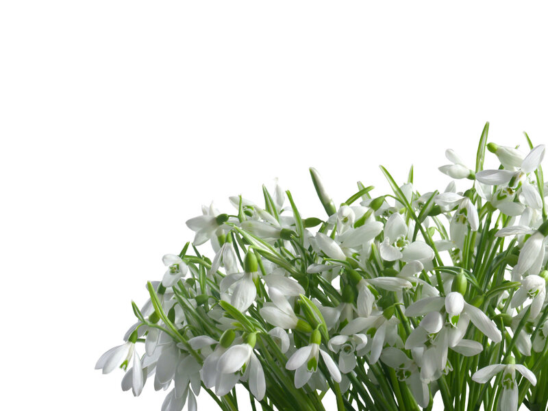 Snowdrop Flowers — White, Calm, Spring, Photograph, Green Stems, White Background