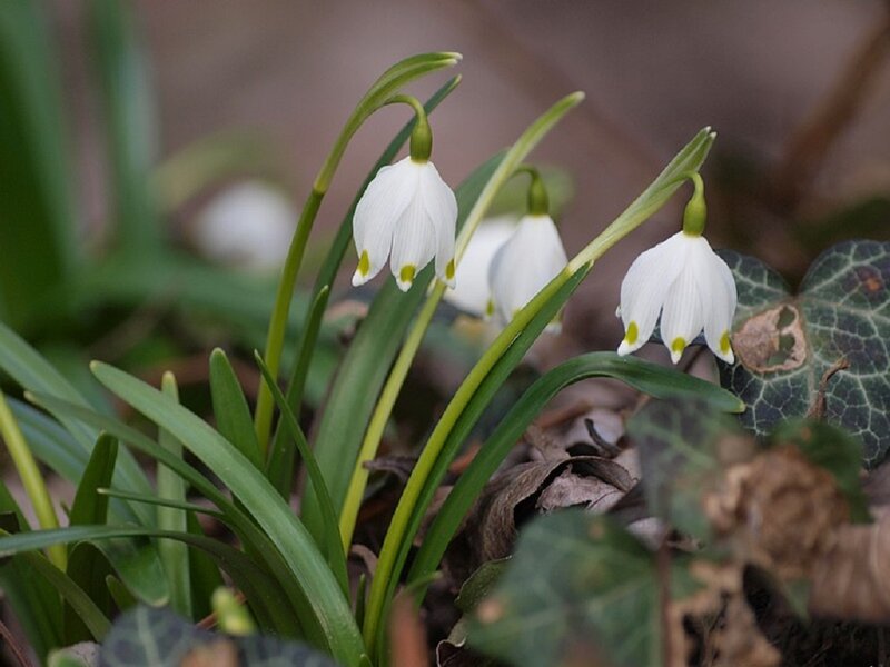 Snowdrop Flowers — White, Calm, Spring, Photograph, Leaves