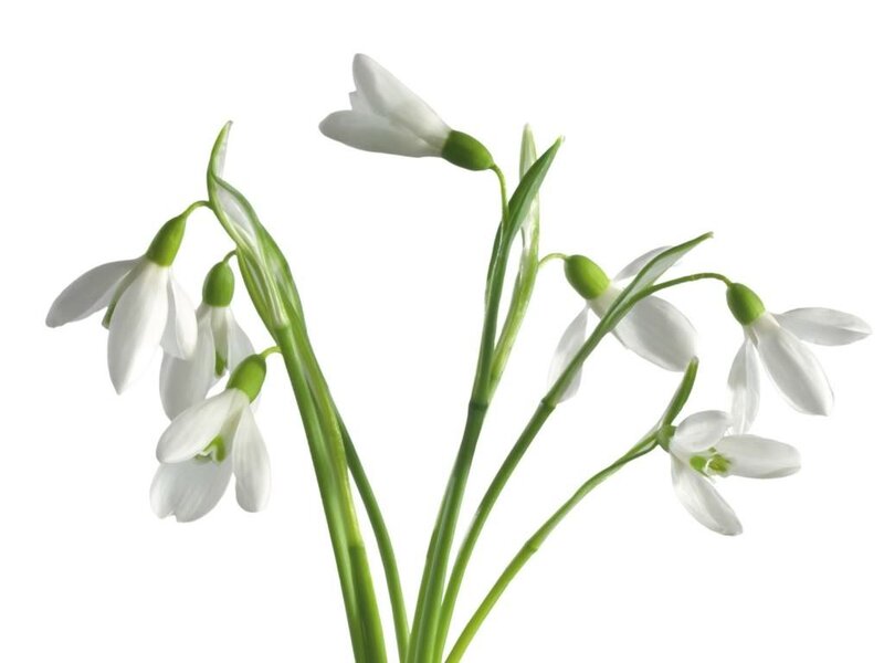 Snowdrop Flowers — White, Calm, Spring, Photograph