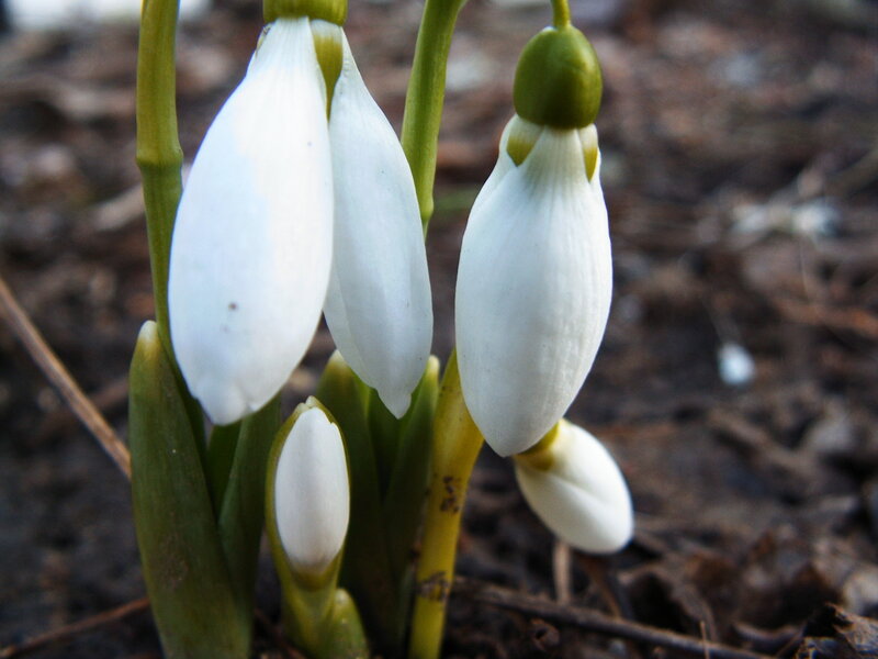 Snowdrop Flowers — White, Calm, Spring