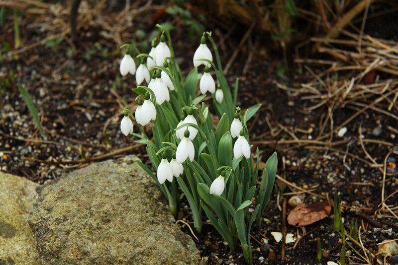 Snowdrop Flowers — White, Calm