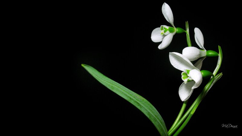 Snowdrop Flowers — White, Dramatic, Photograph, Leaf