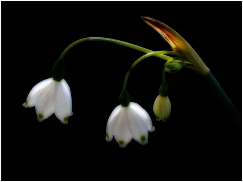 Snowdrop Flowers — White, Dramatic, Photograph