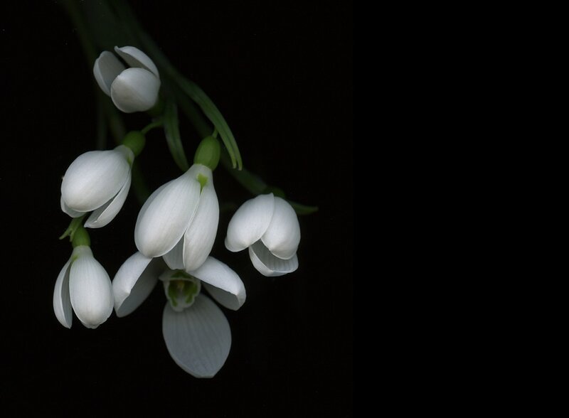 Snowdrop Flowers — White, Dramatic, Spring, Photograph