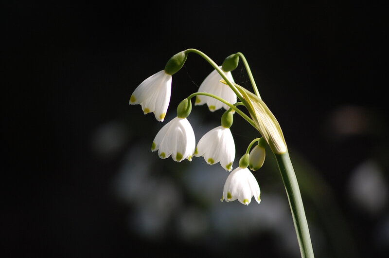 Snowdrop Flowers — White, Dramatic