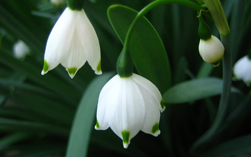 Snowdrop Flowers — White, Photograph
