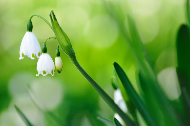 Snowdrop Flowers — White, Serene, Spring, Photograph, Buds, Leaves