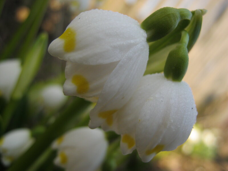 Snowdrop Flowers — White, Serene, Spring, Photograph, Buds