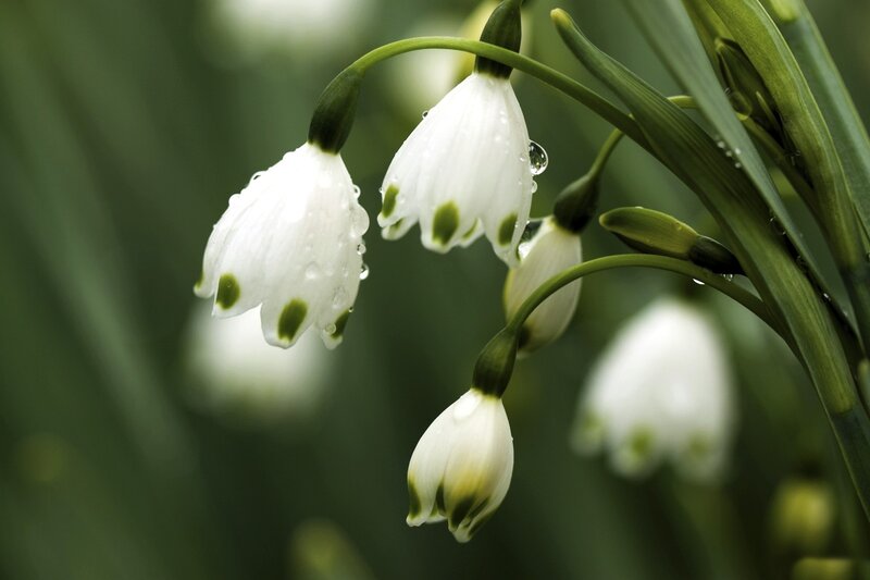 Snowdrop Flowers — White, Serene, Spring, Photograph, Drops