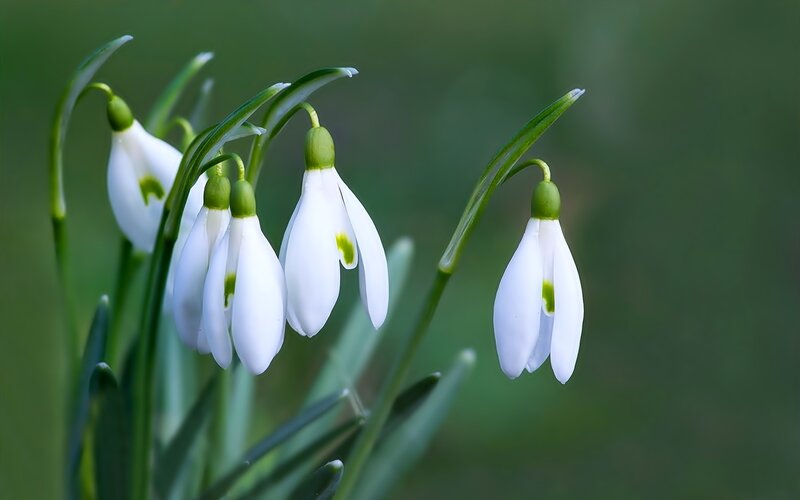 Snowdrop Flowers — White, Serene, Spring, Photograph, Green Leaves, Blossoms