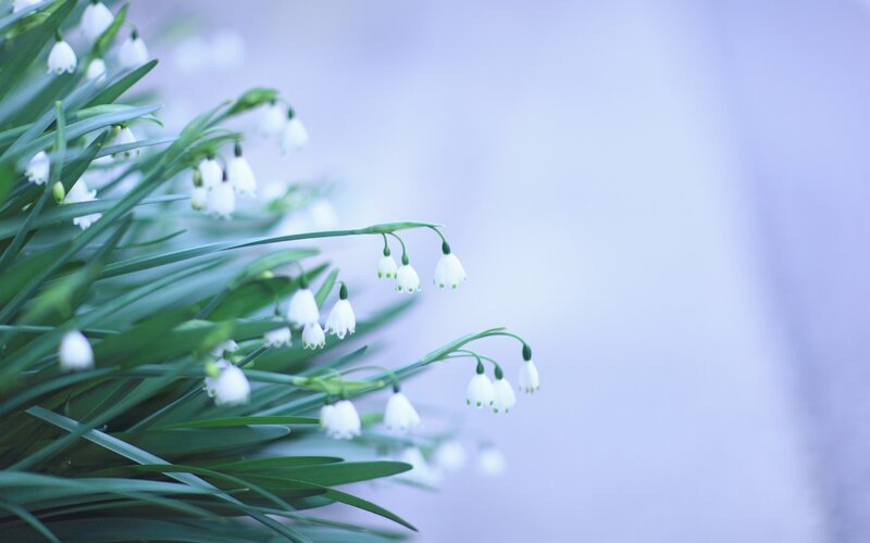 Snowdrop Flowers — White, Serene, Spring, Photograph, Green Leaves, White Flowers