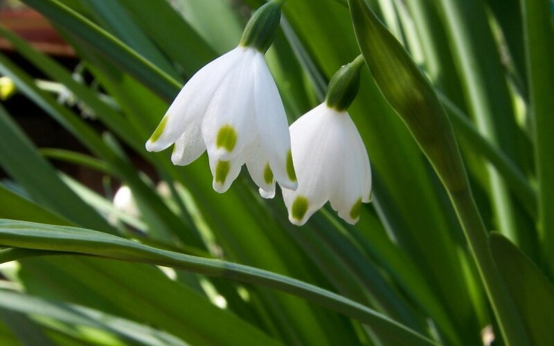 Snowdrop Flowers — White, Serene, Spring, Photograph, Green Leaves, White Petals