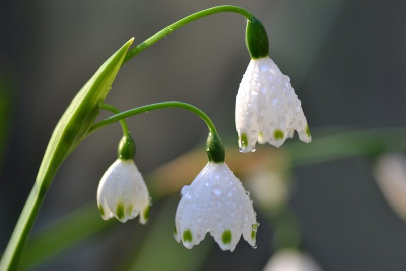 Snowdrop Flowers — White, Serene, Spring, Photograph, Green Stem