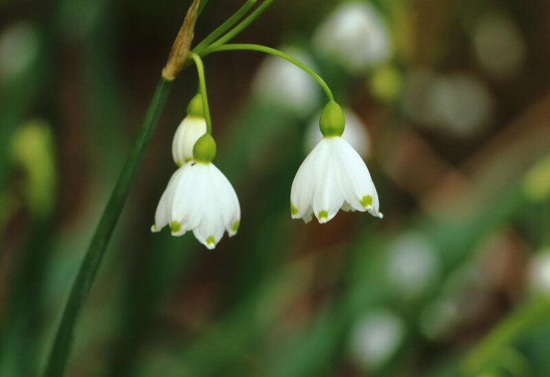 Snowdrop Flowers — White, Serene, Spring, Photograph, Green Stems, Blurred Background