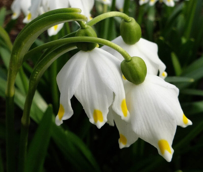 Snowdrop Flowers — White, Serene, Spring, Photograph, Green Stems, Buds