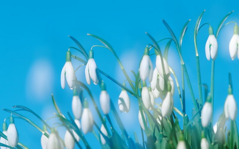 Snowdrop Flowers — White, Serene, Spring, Photograph, Green Stems