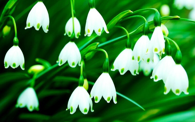 Snowdrop Flowers — White, Serene, Spring, Photograph, Leaves, Buds