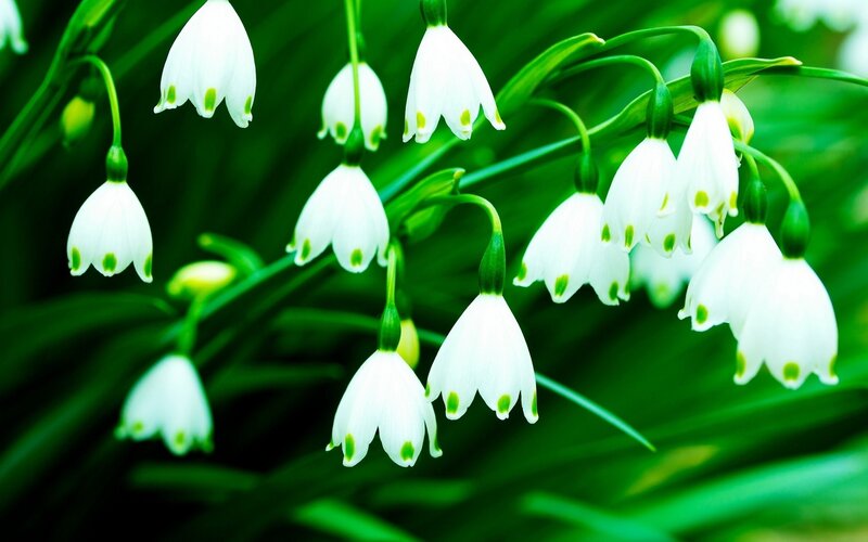 Snowdrop Flowers — White, Serene, Spring, Photograph, Leaves, Green