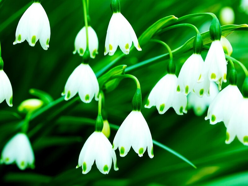 Snowdrop Flowers — White, Serene, Spring, Photograph, Leaves, Greenery