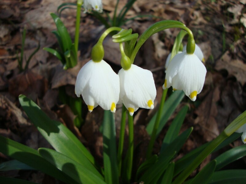 Snowdrop Flowers — White, Serene, Spring, Photograph, Leaves