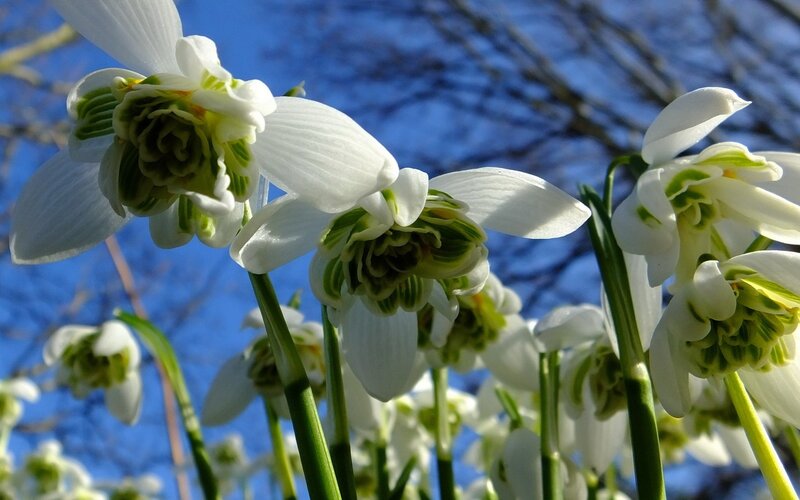 Snowdrop Flowers — White, Serene, Spring, Photograph, Sky, Branches