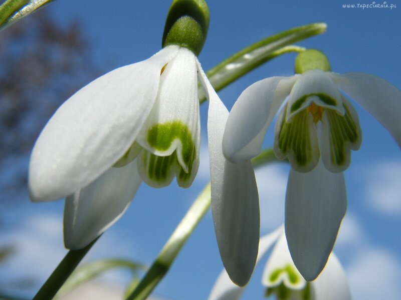 Snowdrop Flowers — White, Serene, Spring, Photograph, Sky