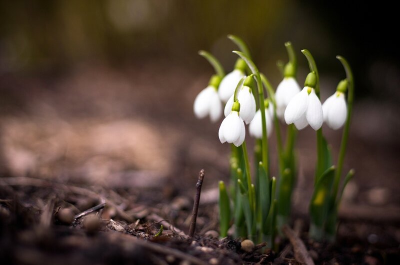 Snowdrop Flowers — White, Serene, Spring, Photograph, Soil, Green Stems