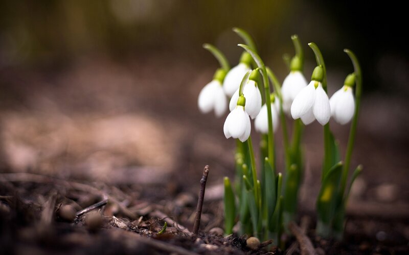 Snowdrop Flowers — White, Serene, Spring, Photograph, Soil