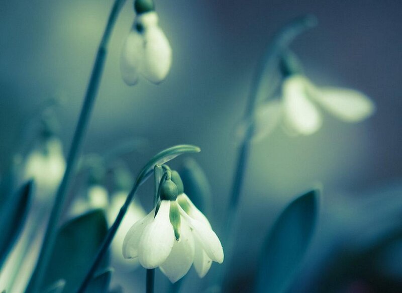 Snowdrop Flowers — White, Serene, Spring, Photograph, Stems, Leaves