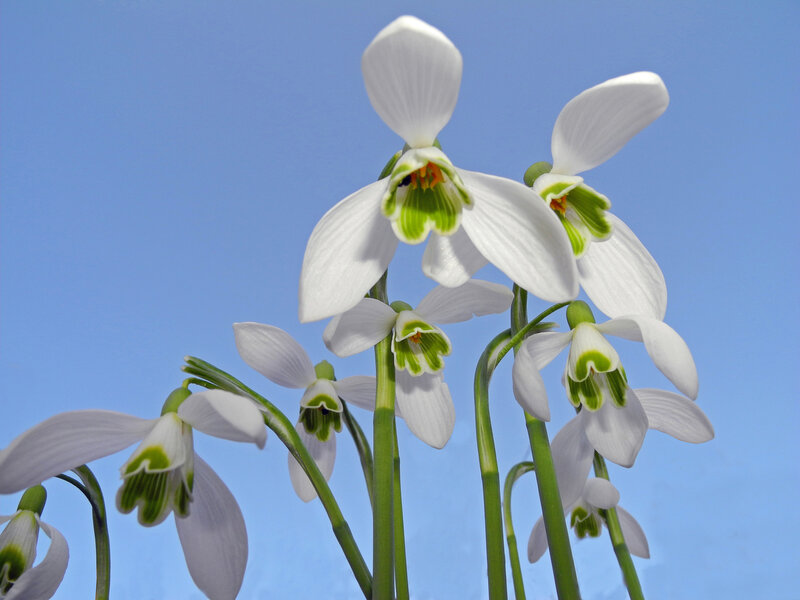Snowdrop Flowers — White, Serene, Spring, Photograph, Stems, Sky