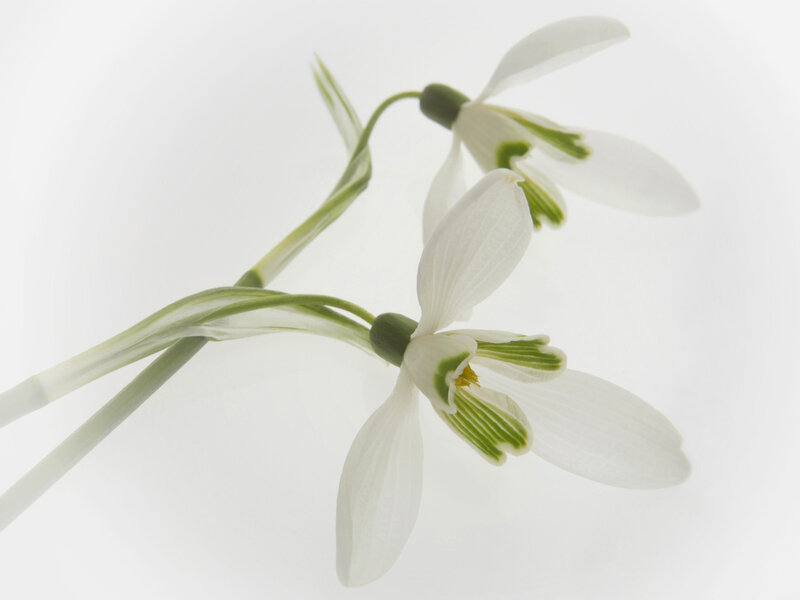 Snowdrop Flowers — White, Serene, Spring, Photograph, Stems