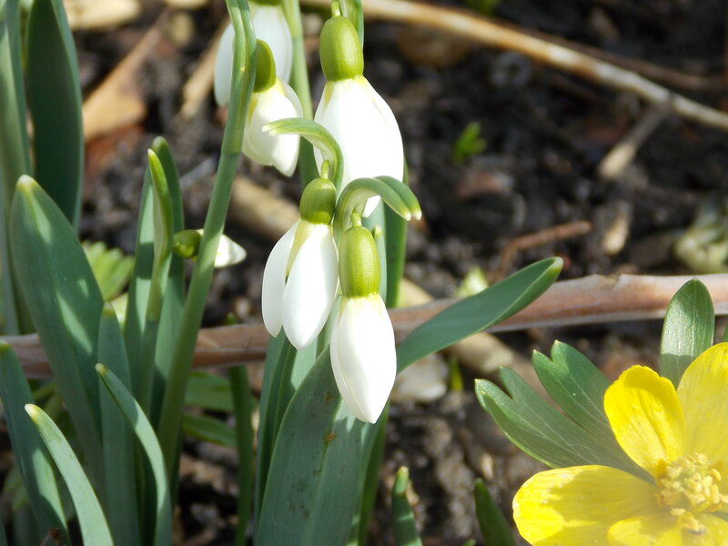 Snowdrop Flowers — White, Serene, Spring, Photograph, Yellow Flower