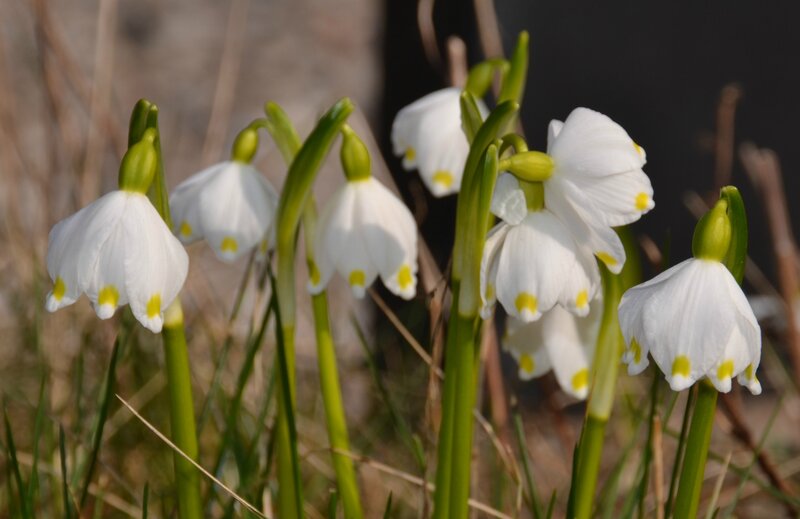 Snowdrop Flowers — White, Serene, Spring