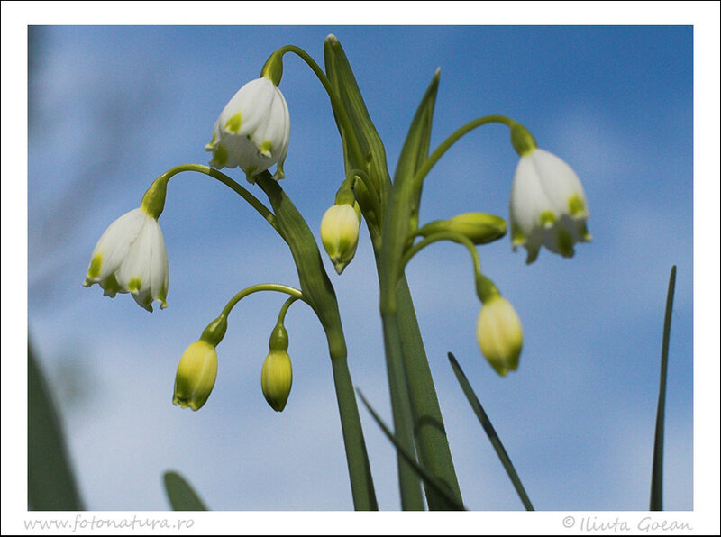 Snowdrop Flowers — White