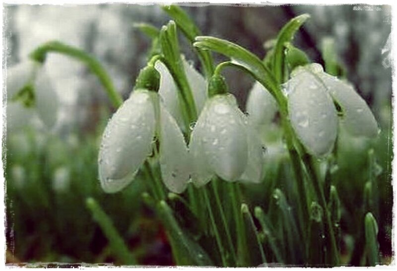 Snowdrop Flowers with Dew
