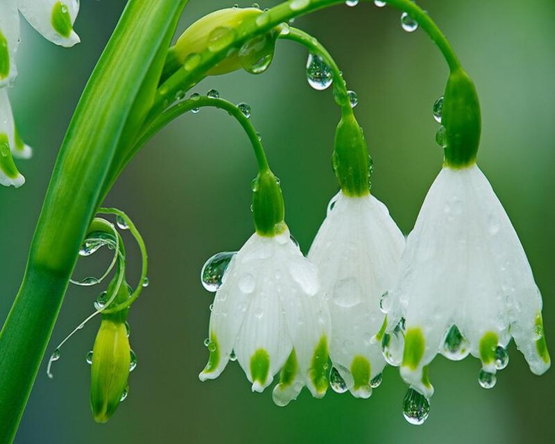 Snowdrop Flowers with Dew — White, Serene, Spring
