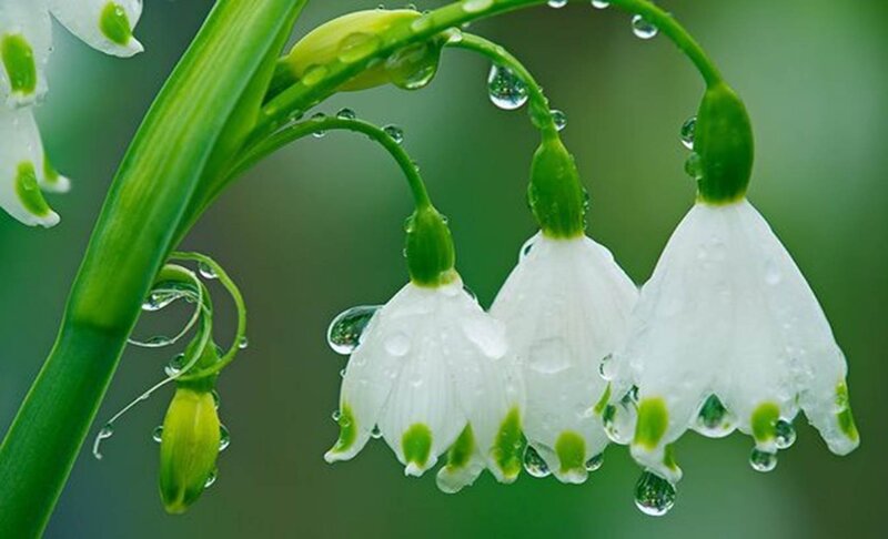 Snowdrop Flowers with Dew — White, Serene