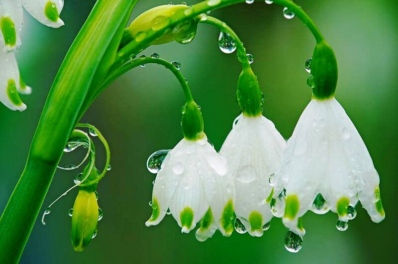 Snowdrop Flowers with Dew — White