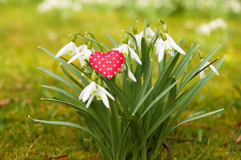 Snowdrop Flowers with Heart