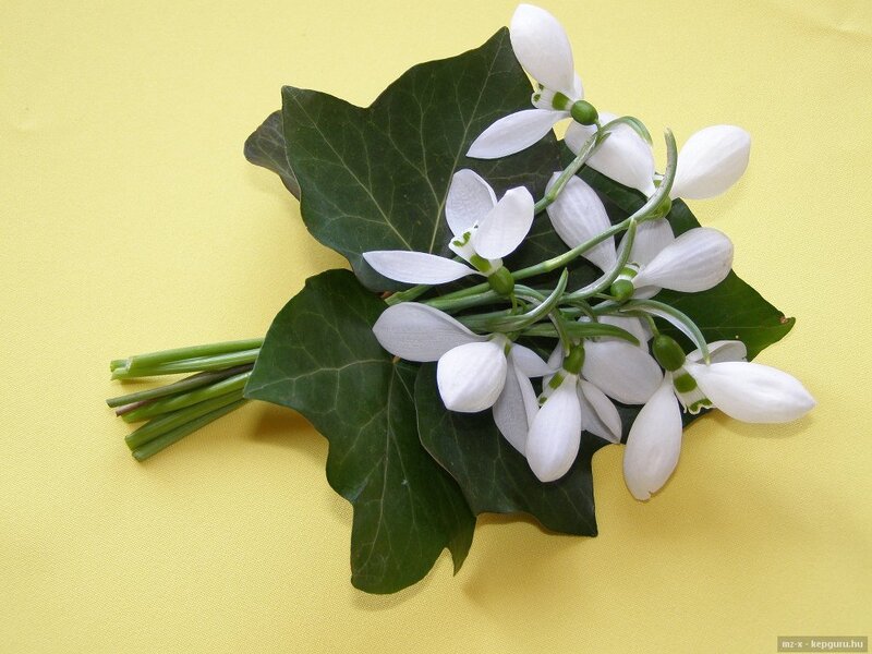 Snowdrop Flowers with Ivy